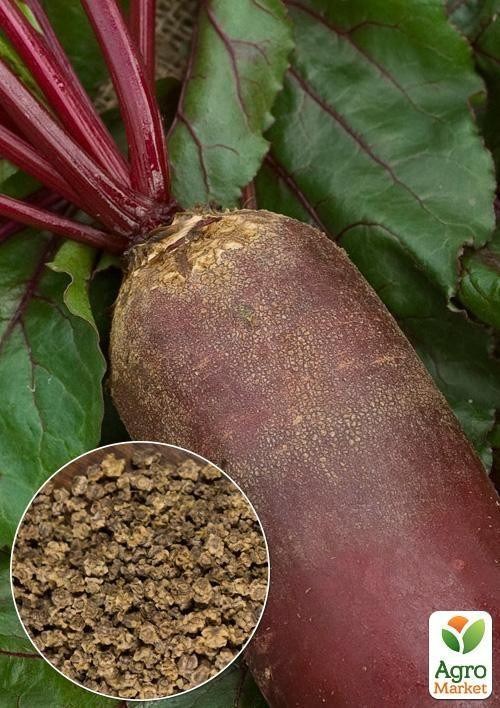 Буряк кормовий "Рекорд Полі" (Великий пакет) ТМ "Весна" 10г