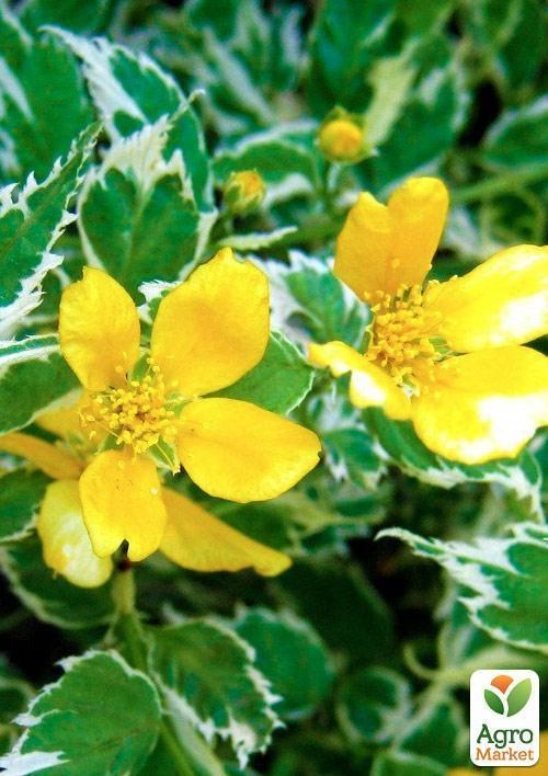 Керрия японская Picta (Variegata)  - фото 2