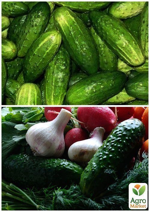 На вагу Огірок "Засухостійкий" ТМ "Весна" ціна за 5г - фото 3