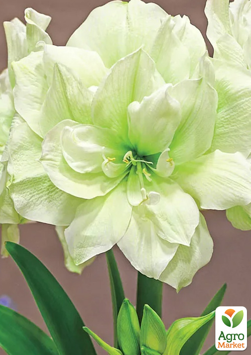 Гиппеаструм махровый "Marilyn" (Амариллис) 