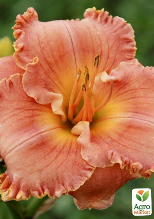 Лилейник "Lori Goldson" 1шт в упаковке