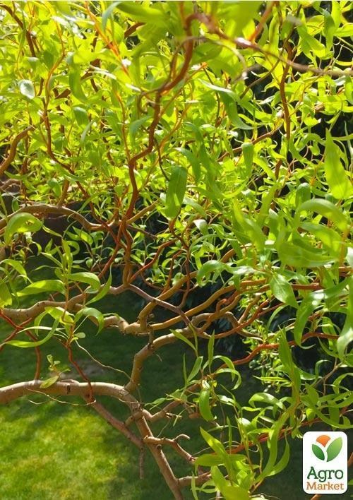 Верба японська "Матсудана" висота 100см - фото 3