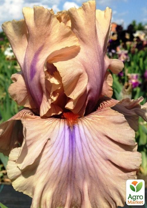 Ирис бородатый крупноцветковый "Coffee Trader"  