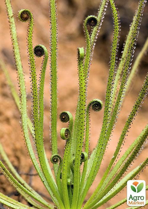 Росоліст "Равлик" ТМ "Vesna Exclusive" 5шт - фото 3