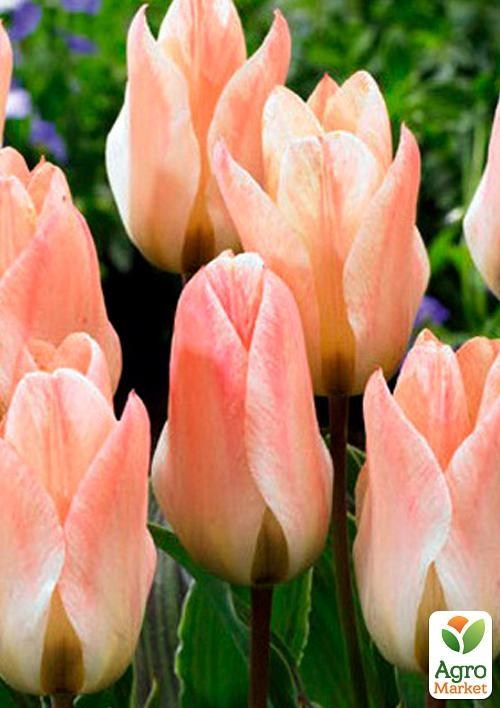 Тюльпан "Little Girl" (розмір 11/12, великий) 3шт в упаковці