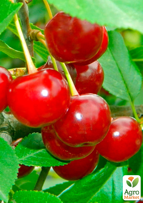 Вишня войлочная "Желанная" - фото 4