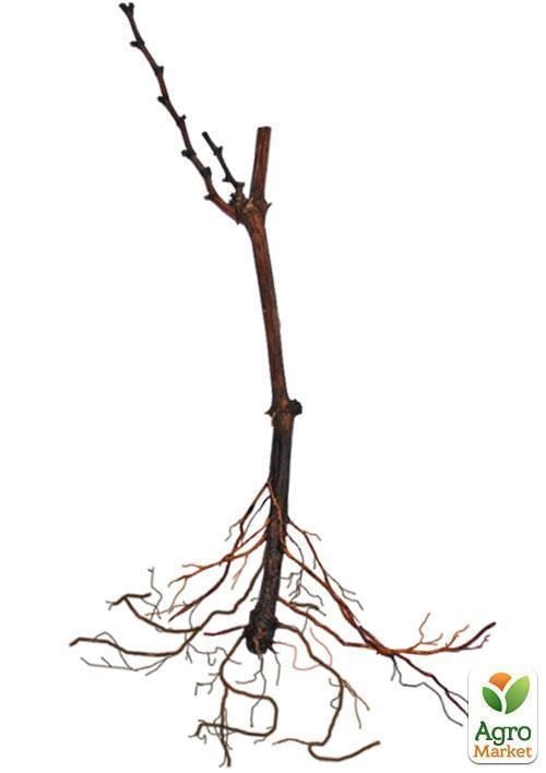 Виноград "Фламинго" (средне-поздний срок созревания, неприхотливый, благодарный сорт) - фото 2