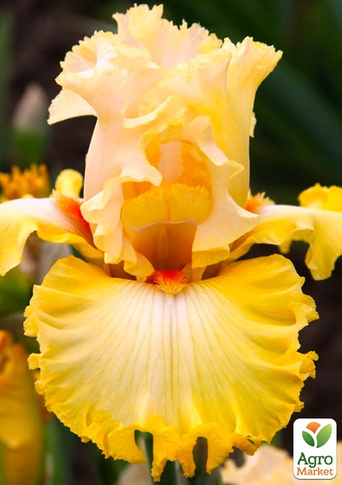 Ирис бородатый крупноцветковый "Dance Til Dawn"  