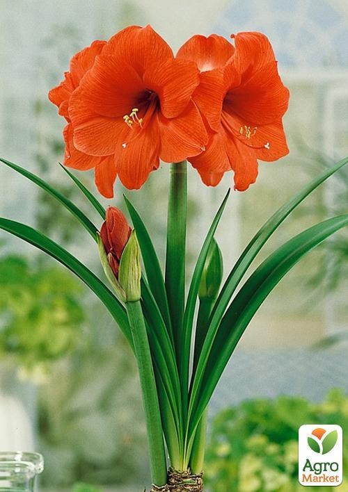 Амариллис "Orange Souvereign" (размер 26/28 , очень крупный) 1шт в упаковке