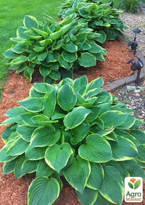 Хоста "Grand Master" 