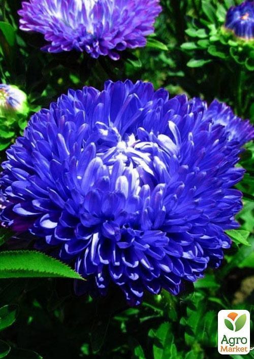 Айстра "Лазурит" (Зипер) ТМ "Весна" 0,5г - фото 4