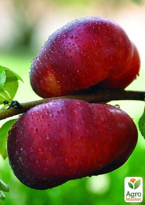 Инжирный нектарин "Донат" укорененный в контейнере (саженец 2 года) - фото 4