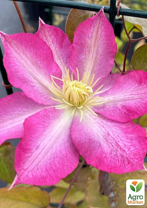 Клематис 2-х річний "Asao" вазон С2 вазон - фото 3