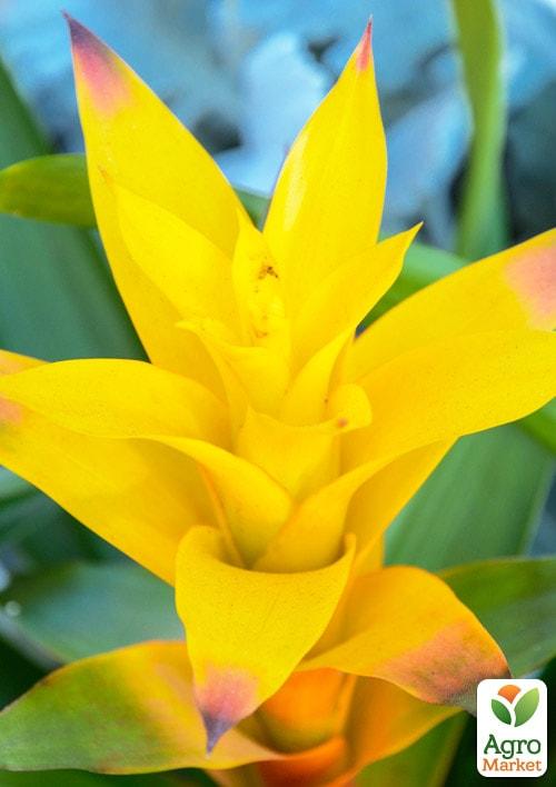 Гузманія жовта (Guzmania sanguinea) "Diana"