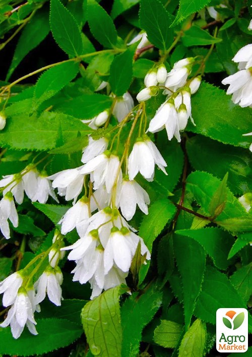 Дейция изящная "Nikko"  - фото 3