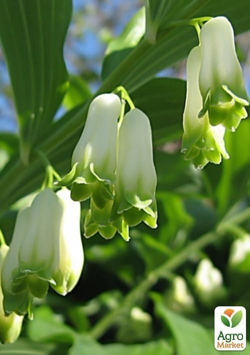 Купена или Соломонова печать (лат. Polygonatum) 3шт