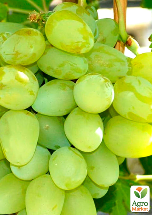 Виноград "Монарх" (ранне - средний, очень крупная ягода) - фото 2