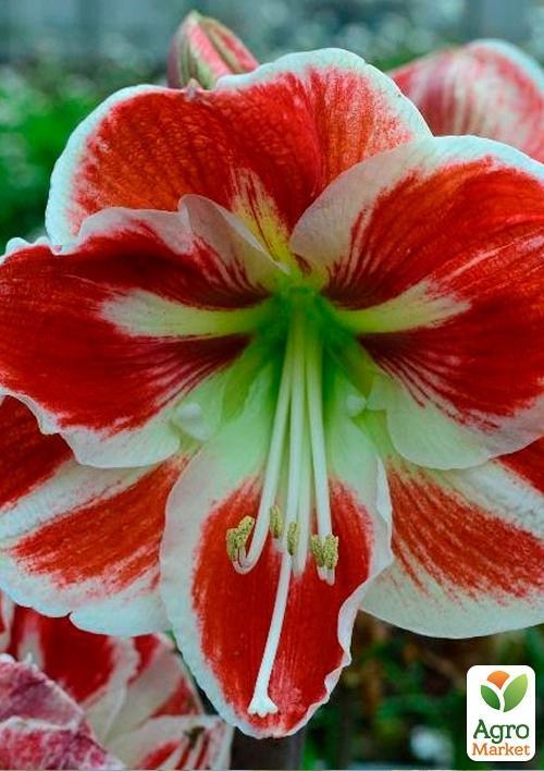 Амариллис "Samba" 1шт в упаковке