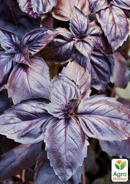 Базилік "Віолет Кінг" ТМ "Lark Seeds" 50г