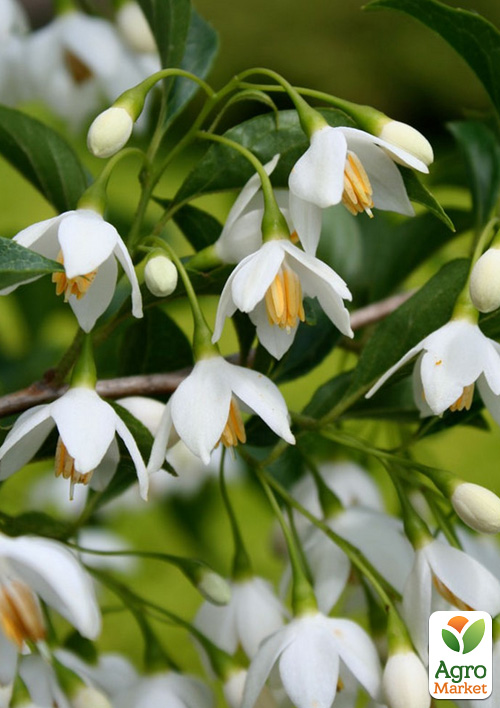 Стиракс Японський "Fragrant Fountain" (ароматний, декоративний) висота 20см