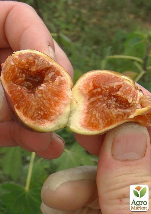 Инжир "Белый Адриатический" (возраст 1,5 года) - фото 2