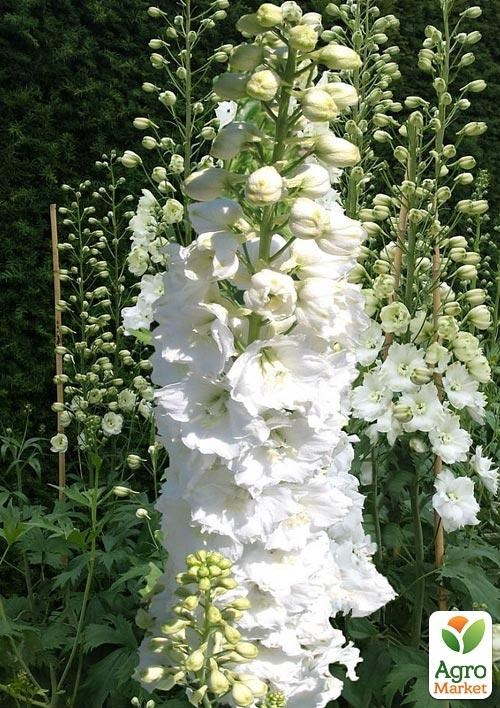 Дельфініум махровий "Neva" C 1.5 (висота 20-30см)