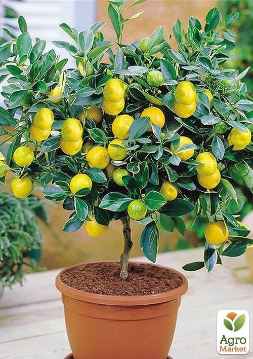 Лимон "Мейера"