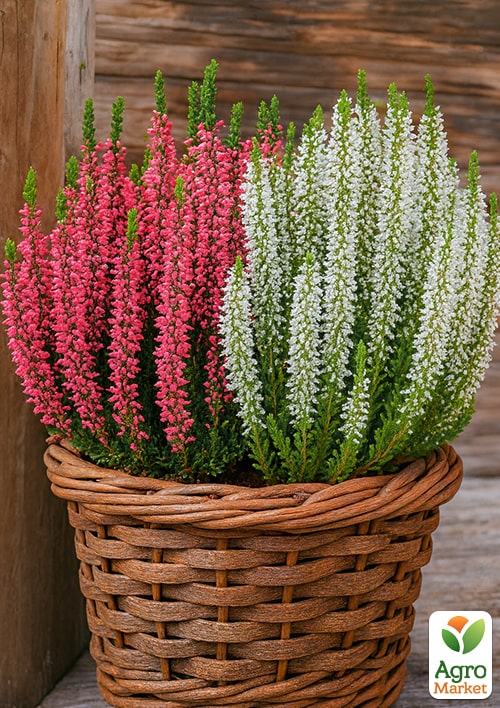 Вереск "Pink and White" 2 саженца, вазон Р11