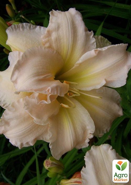 Лілійник "Peggy Jeffcoat"