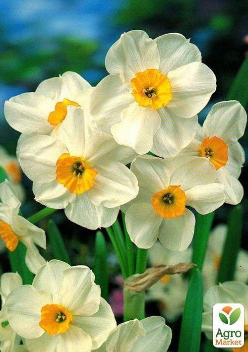 Нарцис "Avalanche" (розмір 13/15, дуже великий) 3шт в упаковці