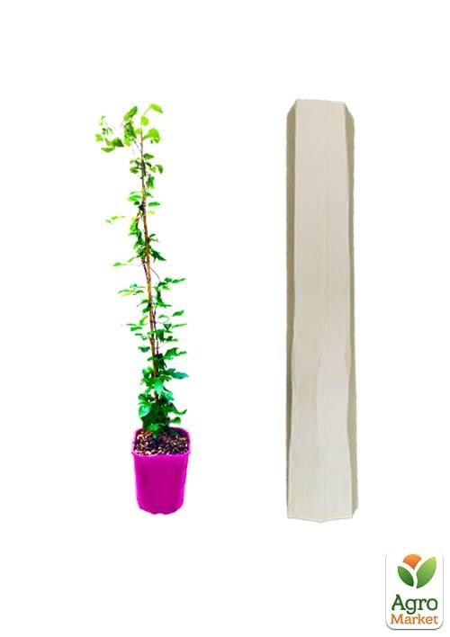 Клематис 3-х річний "Comtesse de Bouchaud" С2 - фото 4