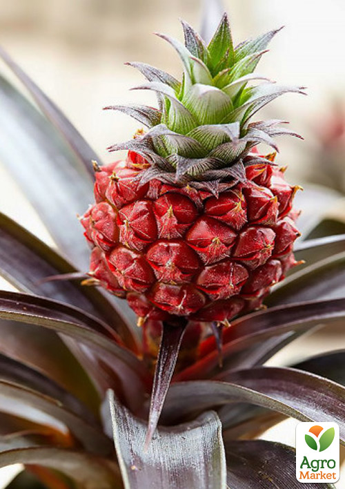 Ананас Красный "Pacifico" (20-40 см) возраст 3 года