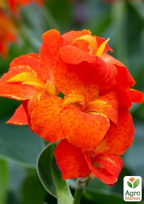 Канна Низкорослая "Happy Cleo" 