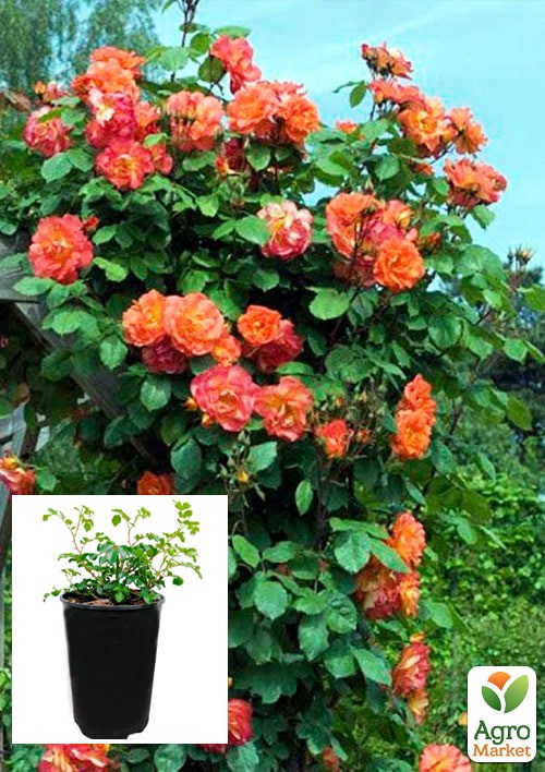 Роза в контейнере плетистая "Aloha" (саженец класса АА+)