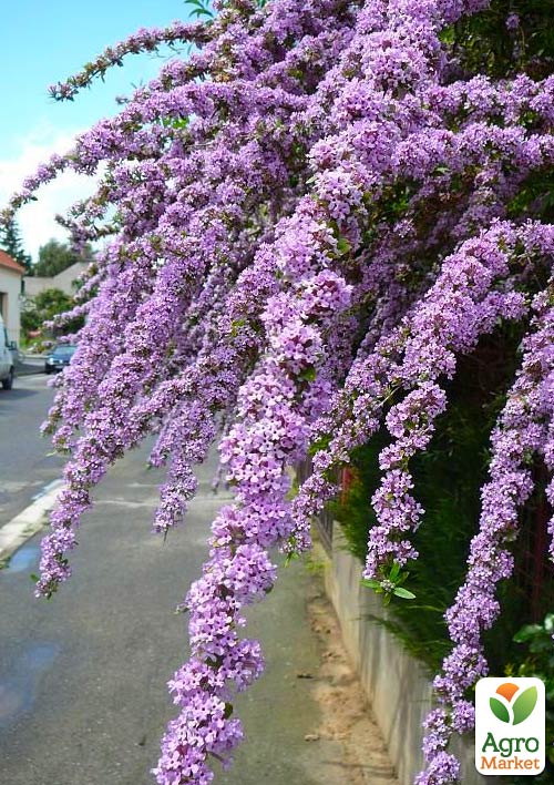 Буддлея "Alternifolia"