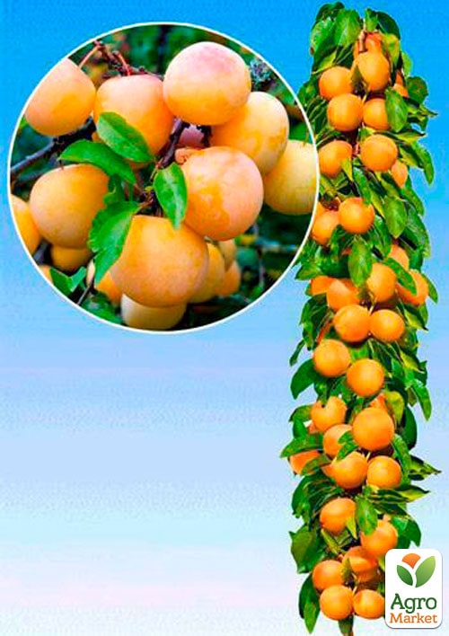 Слива колоновидная "Мирабель бона"