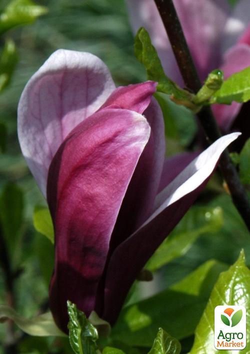 Магнолия Лилиецветная "Nigra"  - фото 5