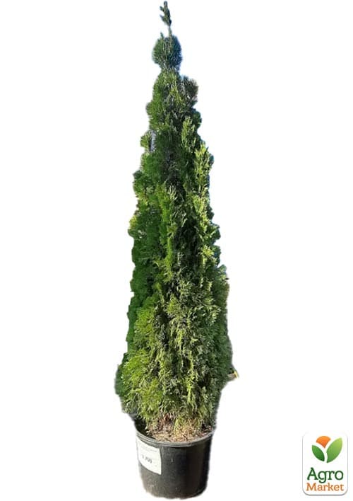Туя западная "Smaragd" (ком/сетка) высота 200-220см - фото 2