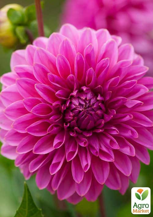 Жоржина "Lucky Number"