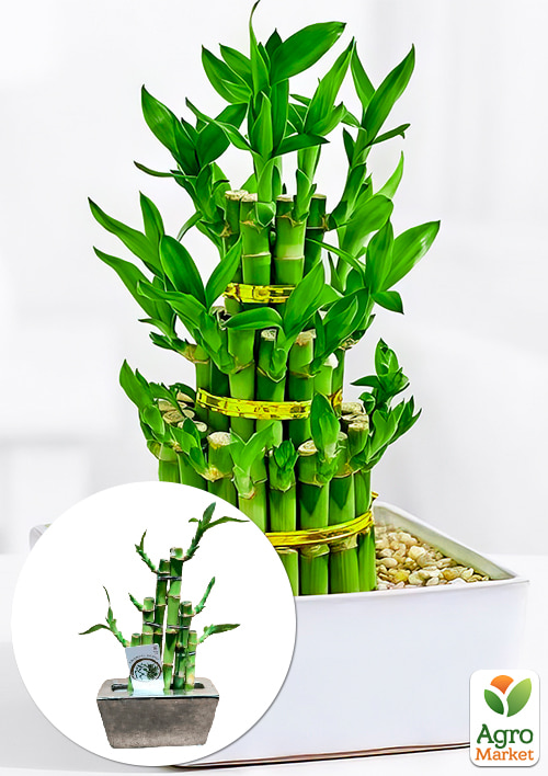 LMTD Бамбук Сандера "Dracaena Steps" (высота 20-30см)