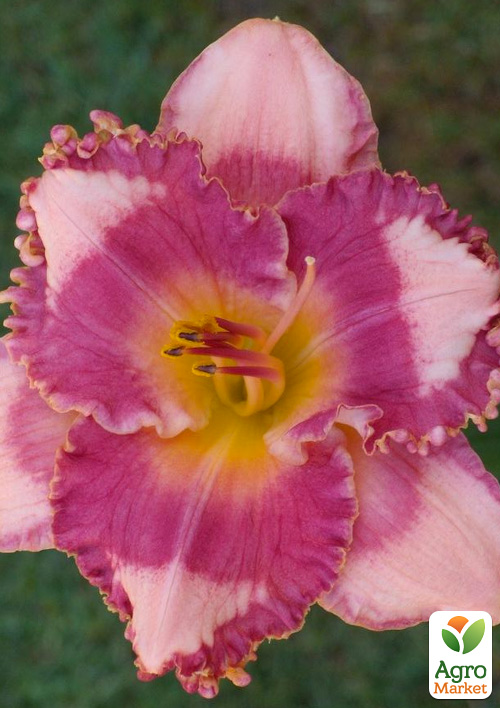 Лилейник "Mulberry Lane" 