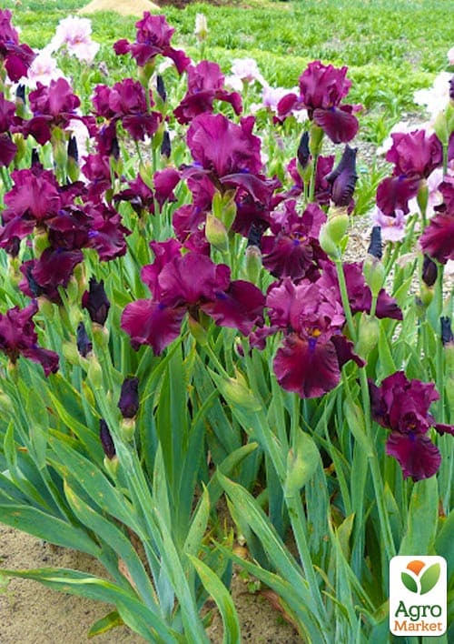 Ірис бородатий великоквітковий "Fortunate Son" - фото 2