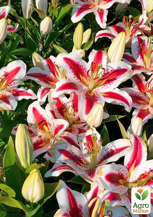 Лилия "Big Smile" (Гигантский цветок) - фото 5