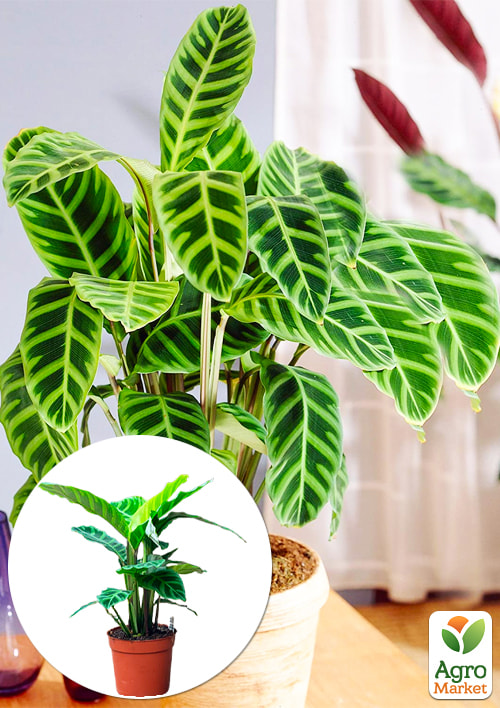 Калатея "Zebrina"