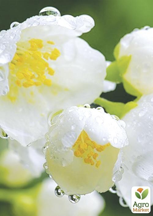 Жасмин "Принцеса" ТМ "Vesna Exclusive" 5шт