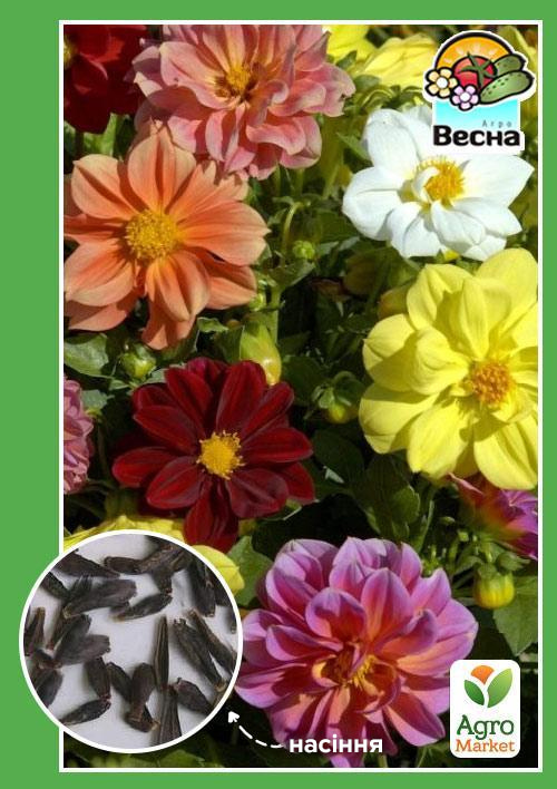 Жоржина "Карликова Суміш" ТМ "Весна" 0.2г
