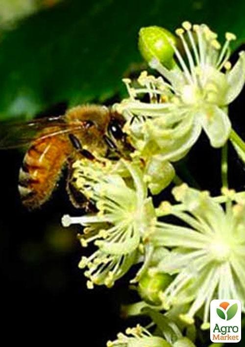 Липа мелколистная сердцевидная (медонос) высота 50-100см