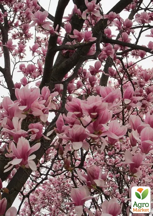 Магнолія 2-х річна гібридна "Alexandrina" (висота 30-40см) - фото 4