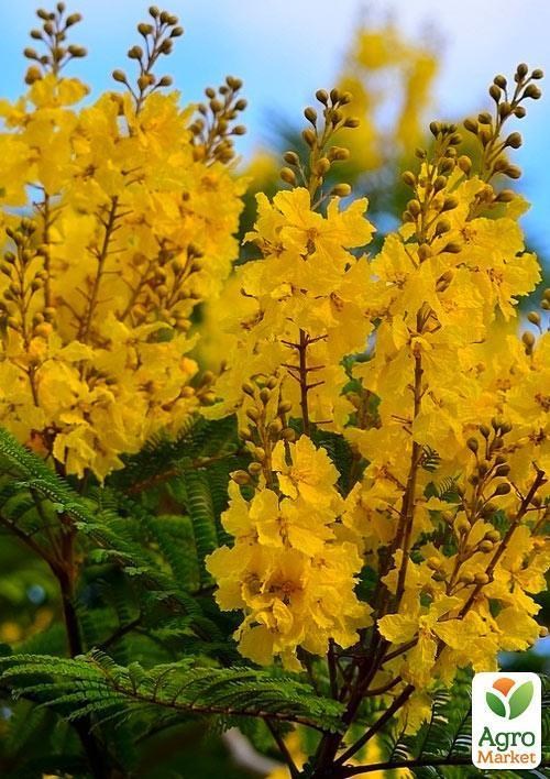 Пелтофорум Крылатоплодный "Жакаранда Жёлтая"   - фото 2