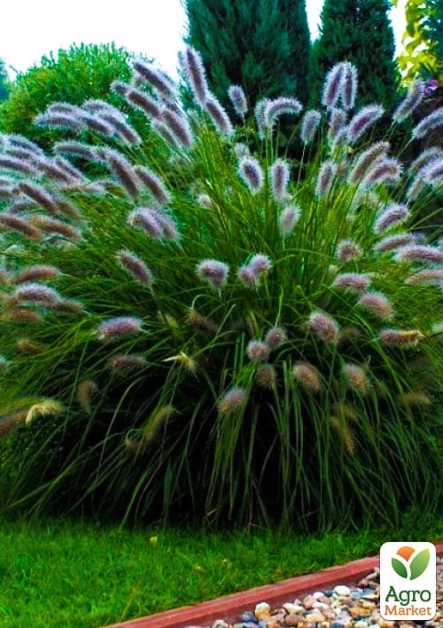 Пеннисетум лисохвостый "Lady U" вазон С2